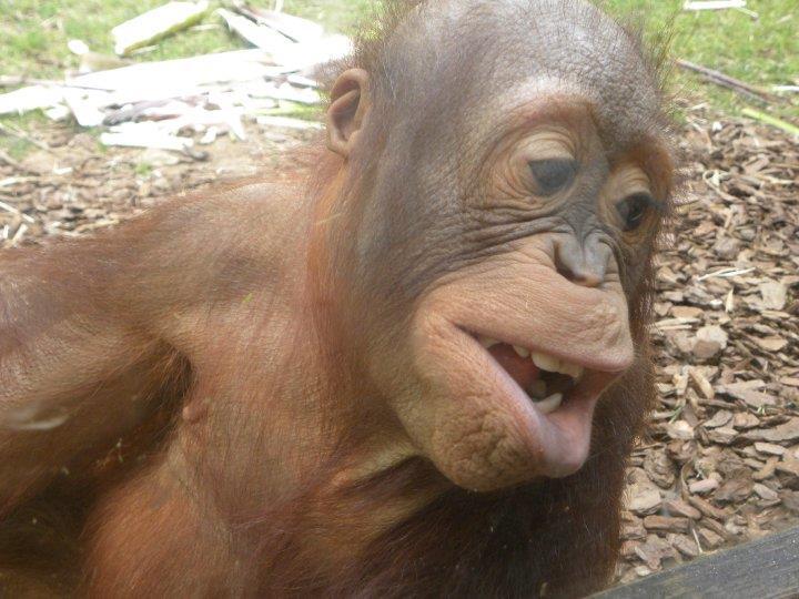 ベストウェスタン グリーンビル エアポート イン エクステリア 写真