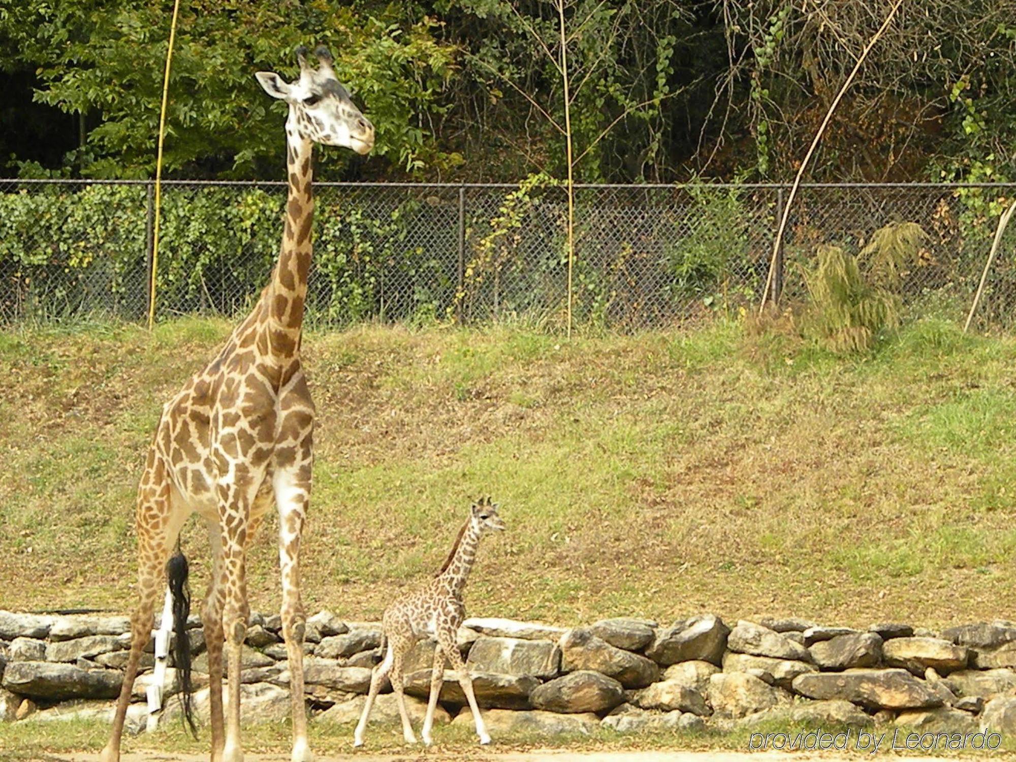 ベストウェスタン グリーンビル エアポート イン エクステリア 写真